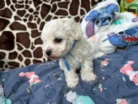 Łoly Vel Pedro - 5 tygodni